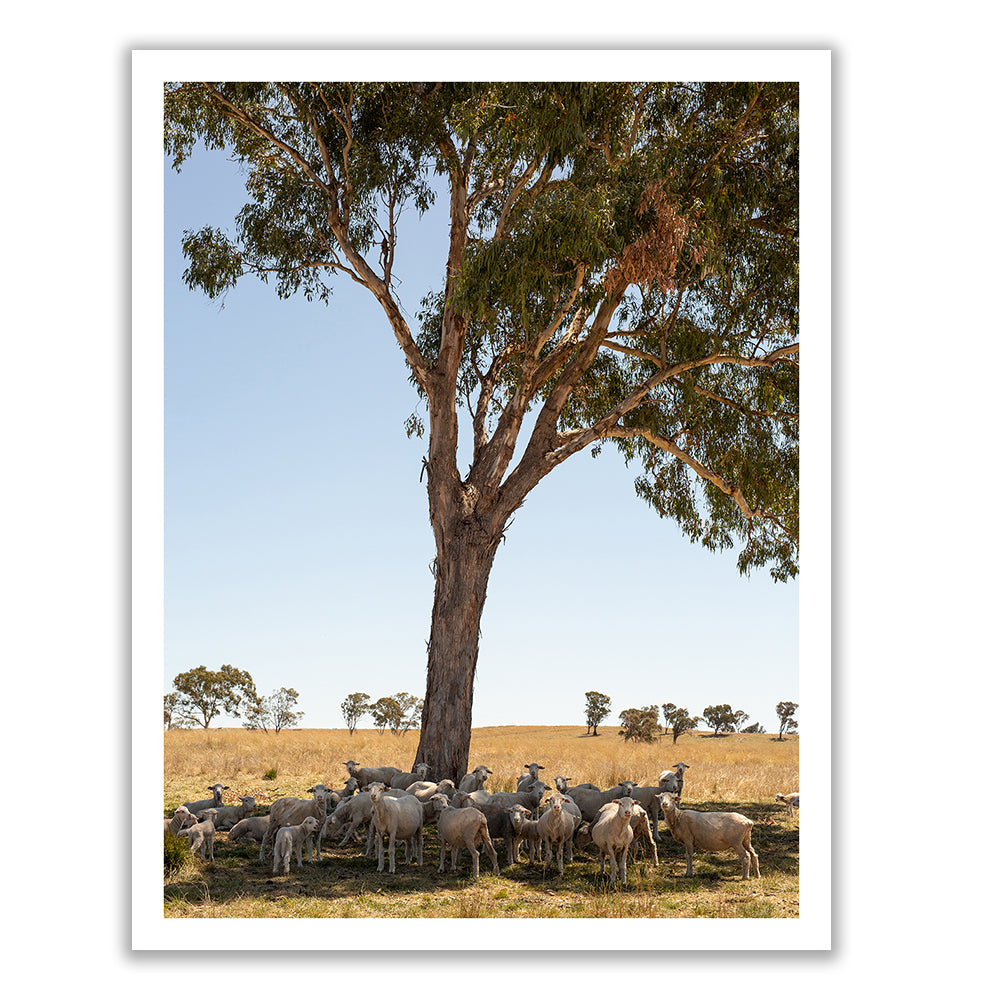 A serene scene named "Australia #4" by Francesca Owen showcases a group of sheep gathering in the shade of a large tree in an open field on a sunny day, depicted on fine art paper using archival pigments. The grassy plain stretches into the distance with a few scattered trees on the horizon beneath a clear blue sky.