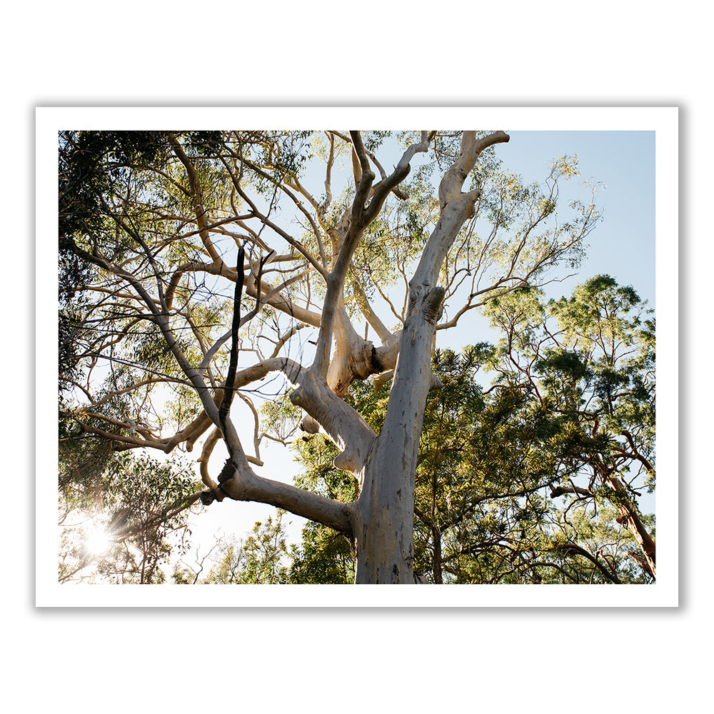 Discover the natural beauty of "Australia #1" by Francesca Owen, featuring a scenic image of a tall eucalyptus tree with a gnarled trunk and sprawling branches, surrounded by lush green foliage. Sunlight filters through the leaves, casting a soft glow on the tree and creating a serene, natural atmosphere. This exquisite artwork is available as fine art prints with archival pigments and comes with a certificate of authenticity.