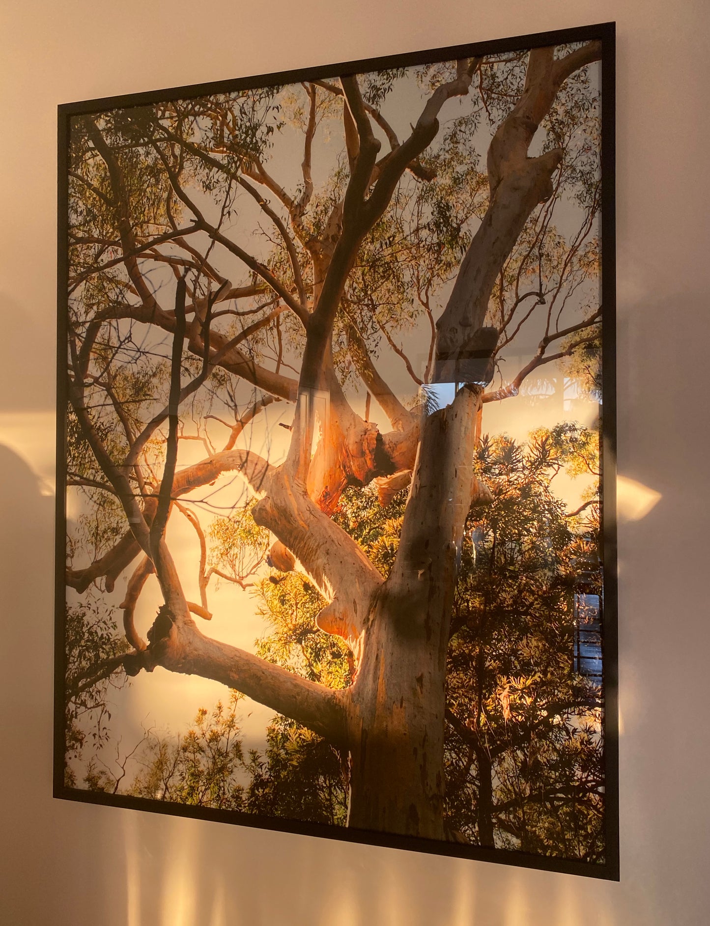 A framed photograph hanging on a wall depicts a tree with twisting branches illuminated by warm, golden light. The sun shines through the leaves, casting shadows and highlighting the intricate patterns of the bark—a fine art print entitled "Australia #1" by Francesca Owen, created with archival pigments for lasting beauty.