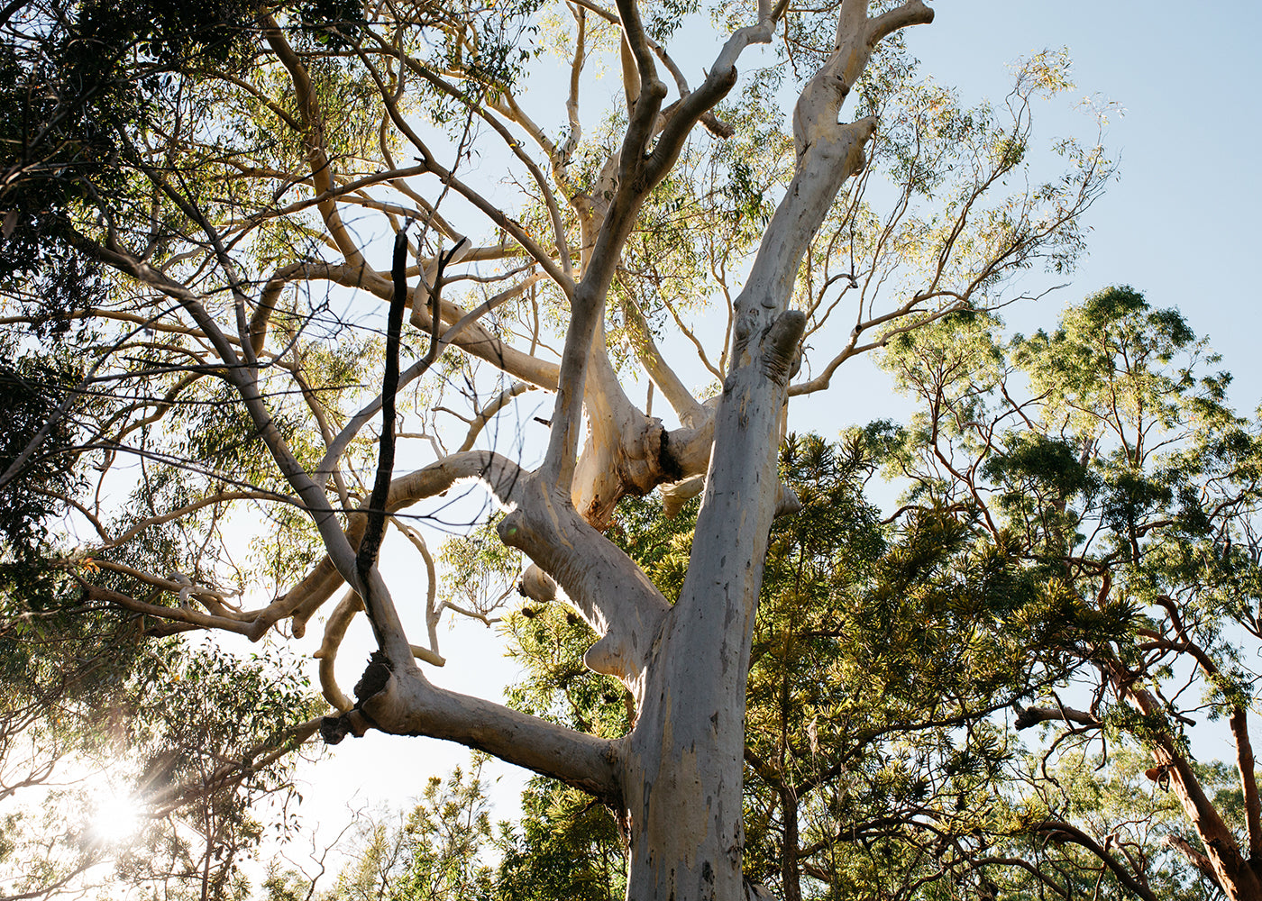 Australia #1 by Francesca Owen captures a large, leafless tree with wide branches seen from below, bathed in sunlight. Surrounding it is dense, green foliage and additional trees. The sky is clear and blue, indicating a bright day – an image worthy of fine art paper, complete with a certificate of authenticity.