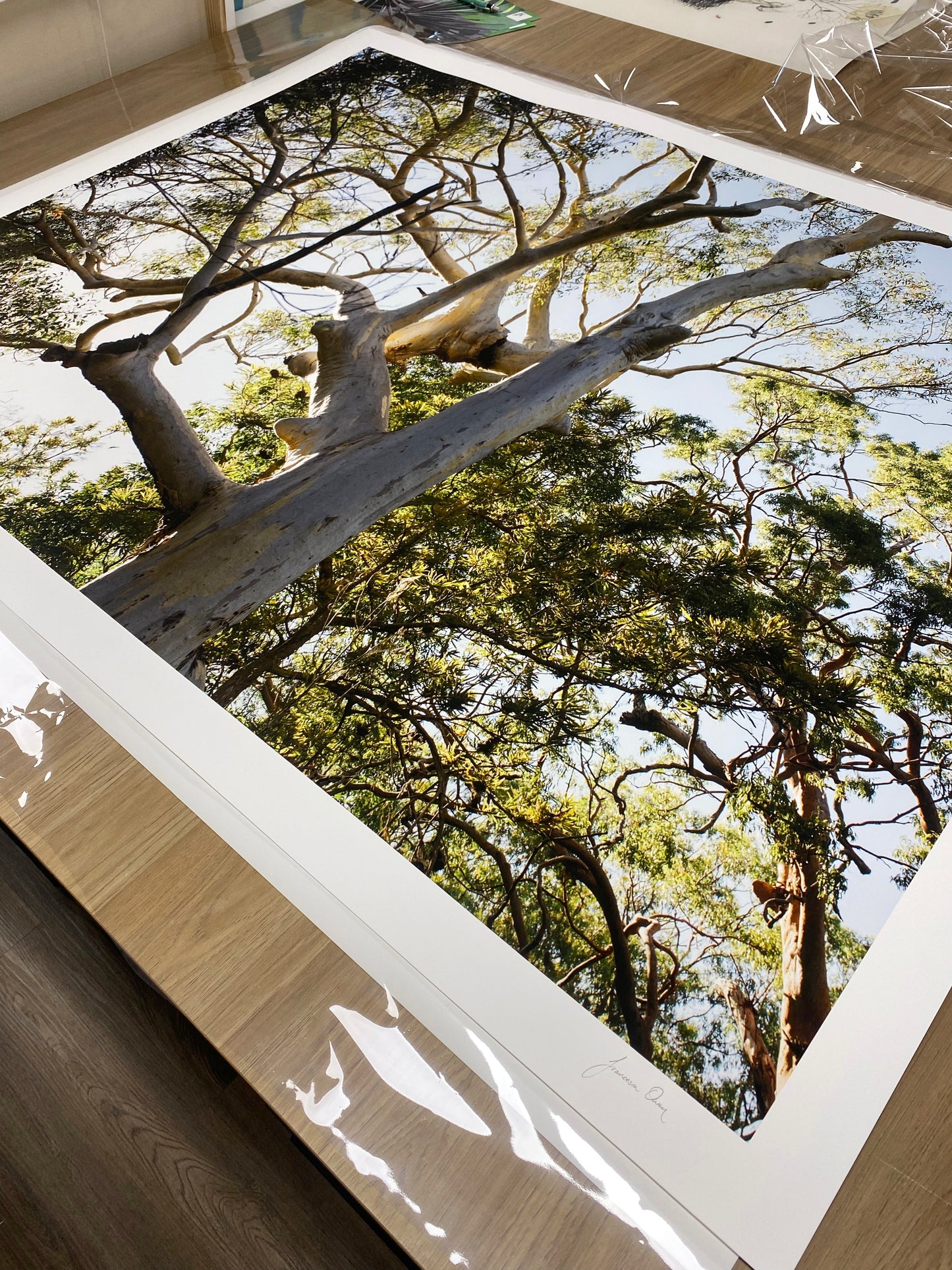A fine art print titled "Australia #1" by Francesca Owen, displaying a large photograph of tall trees with green foliage captured from a low angle to emphasize their height, is laid out on a wooden surface. The print, enveloped in clear plastic wrap at the corner and bordered with white, uses archival pigments for lasting vibrancy.