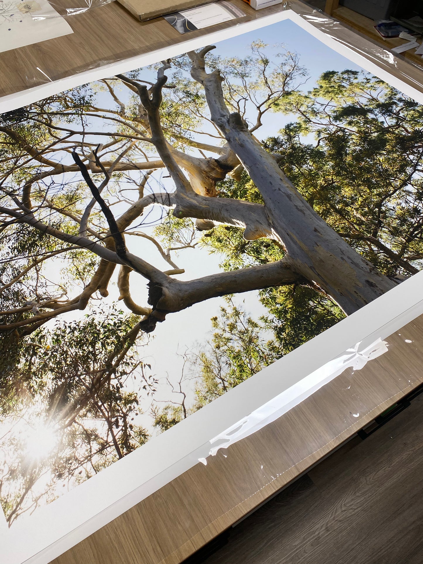 A large photograph titled "Australia #1" by Francesca Owen, featuring a tree with branches extending outwards and sunlight streaming through the leaves, is laid out on a wooden table. The edges of the photo are taped down, indicating it is being prepared for display on fine art paper with custom sizes and includes a certificate of authenticity.