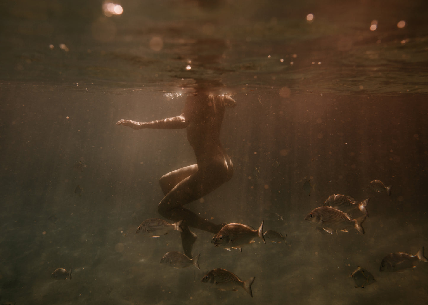 In Still Waters #2 by Francesca Owen, a person swims underwater surrounded by several fish. The water appears slightly murky, and beams of sunlight penetrate from the surface, casting a warm glow on the scene. The person's body is silhouetted, making their features indistinguishable, akin to a fine art paper print capturing nature's serenity.