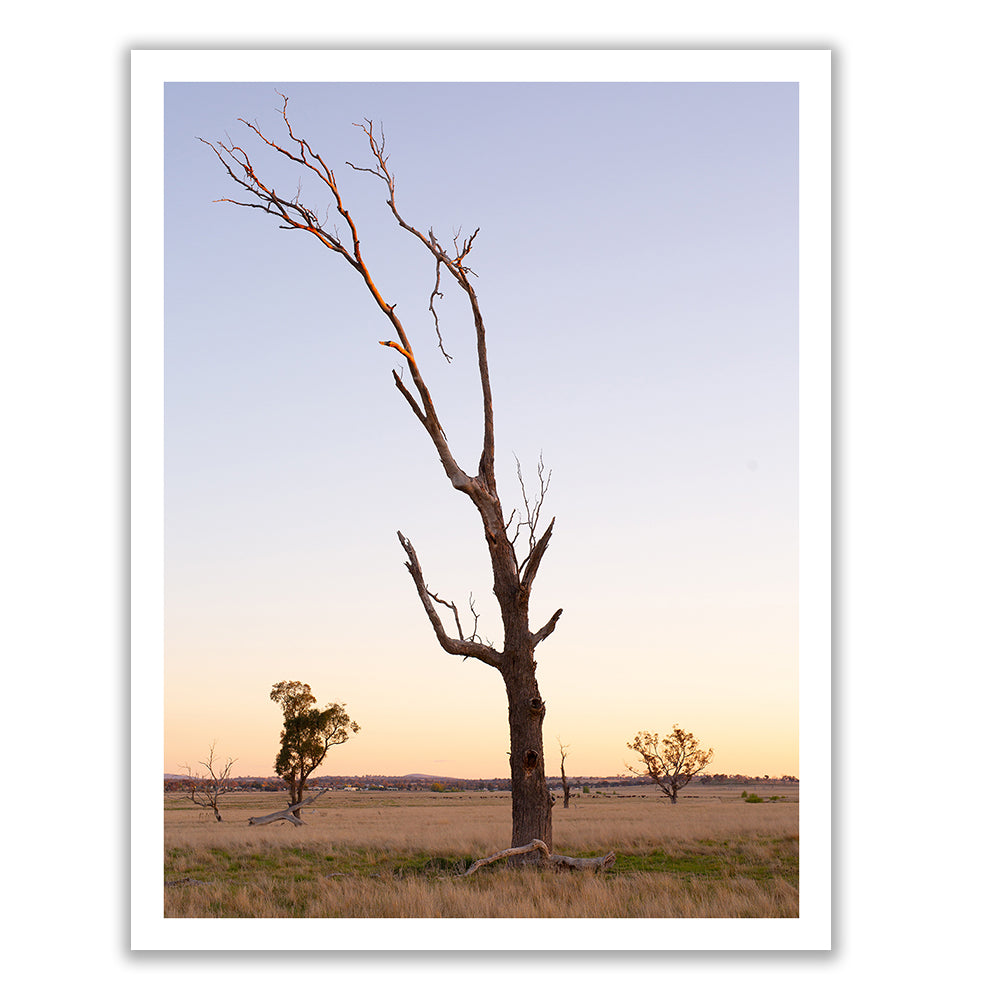 Photograph entitled "Australia #6" by Francesca Owen, featuring a solitary, leafless tree standing in an open field during sunset. The sky is a gradient of soft pastels transitioning from pale blue to light orange. Printed on fine art paper using archival pigments, it comes with a certificate of authenticity. Two smaller trees are seen in the distance, and the horizon features a line of low hills.