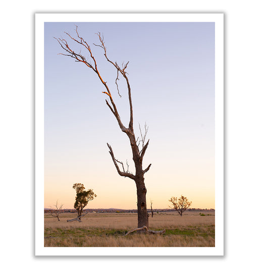 Photograph entitled "Australia #6" by Francesca Owen, featuring a solitary, leafless tree standing in an open field during sunset. The sky is a gradient of soft pastels transitioning from pale blue to light orange. Printed on fine art paper using archival pigments, it comes with a certificate of authenticity. Two smaller trees are seen in the distance, and the horizon features a line of low hills.