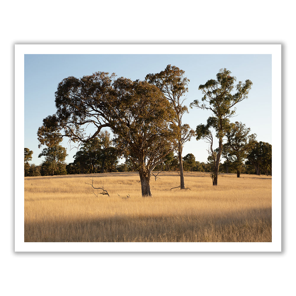 A serene landscape titled "Australia #7" by Francesca Owen features a grassy field with tall, yellow grass and scattered trees under a clear sky at dusk. The evenly spaced trees, with varying sizes and shapes, add depth and visual interest to the scene—perfect for fine art prints made with archival pigments to ensure lasting beauty.