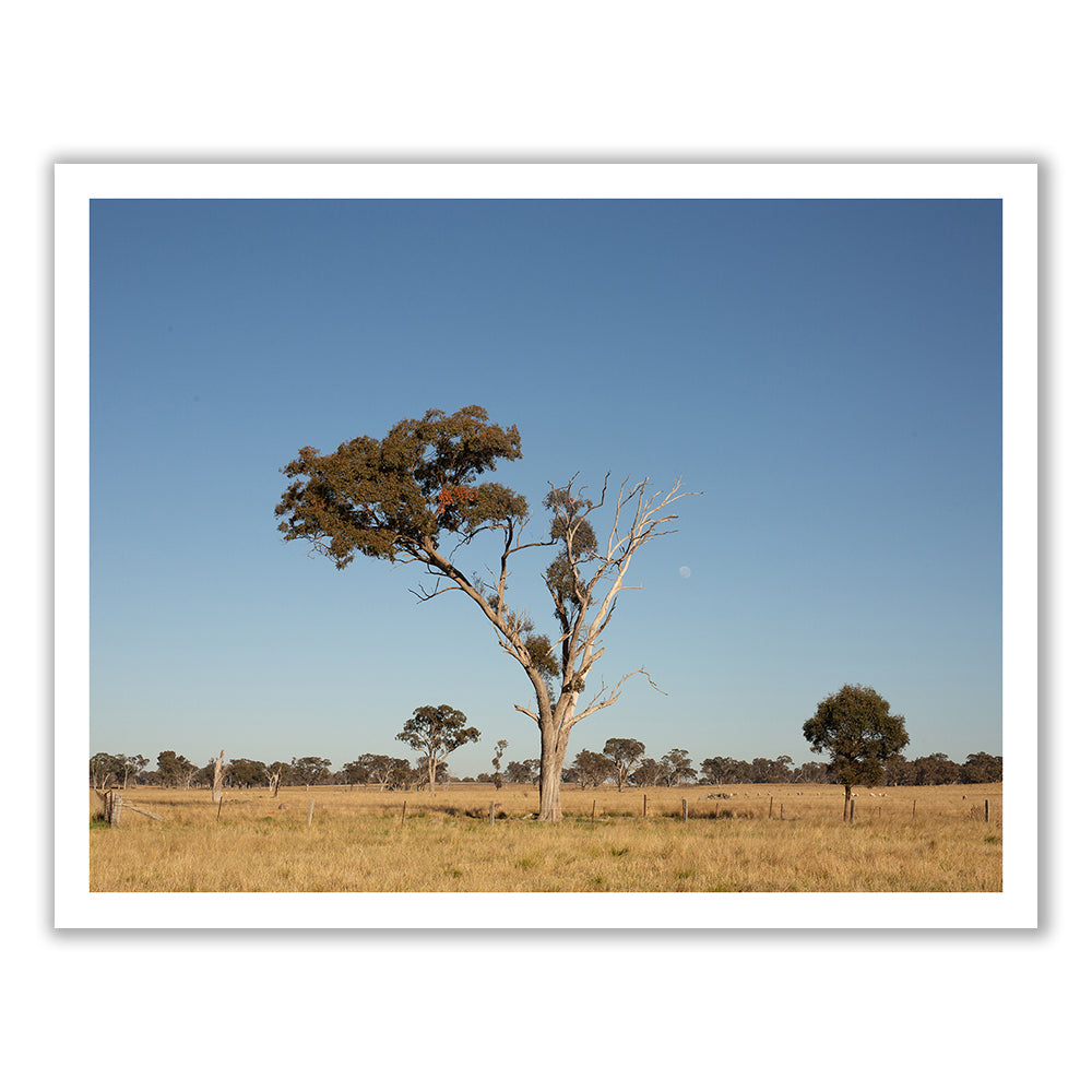 Australia #8 by Francesca Owen captures a solitary tree standing in an open, grassy field under a clear blue sky, with several trees visible in the background. A faint moon is seen near the treetops, and the landscape exudes a serene, rural atmosphere that echoes the timeless quality of fine art prints created with archival pigments.