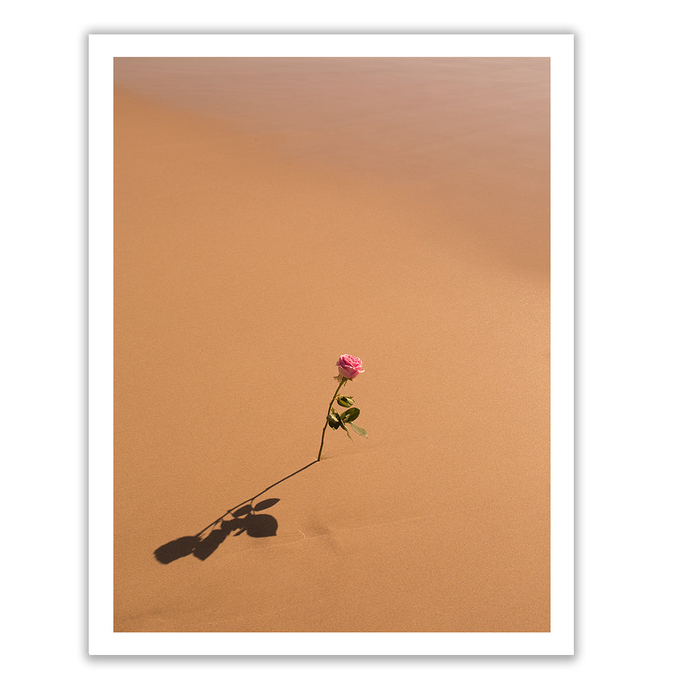 A single, delicate pink rose stands alone in the middle of a vast, smooth expanse of golden sand. Its shadow stretches out on the fine art paper, emphasizing the stark contrast between the vibrant flower and the barren surroundings. "Portrait of a Rose" by Francesca Owen is available as a limited edition print with worldwide shipping.