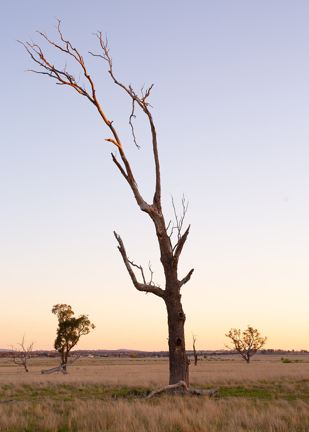 An image titled "Australia #6" by Francesca Owen showcases a tall, leafless tree standing alone in an open field during sunset. The sky is clear, displaying a gradient from light blue to warm orange near the horizon. Distant trees and a rural landscape create a picturesque background, capturing a moment so vivid it feels painted with archival pigments on fine art paper.