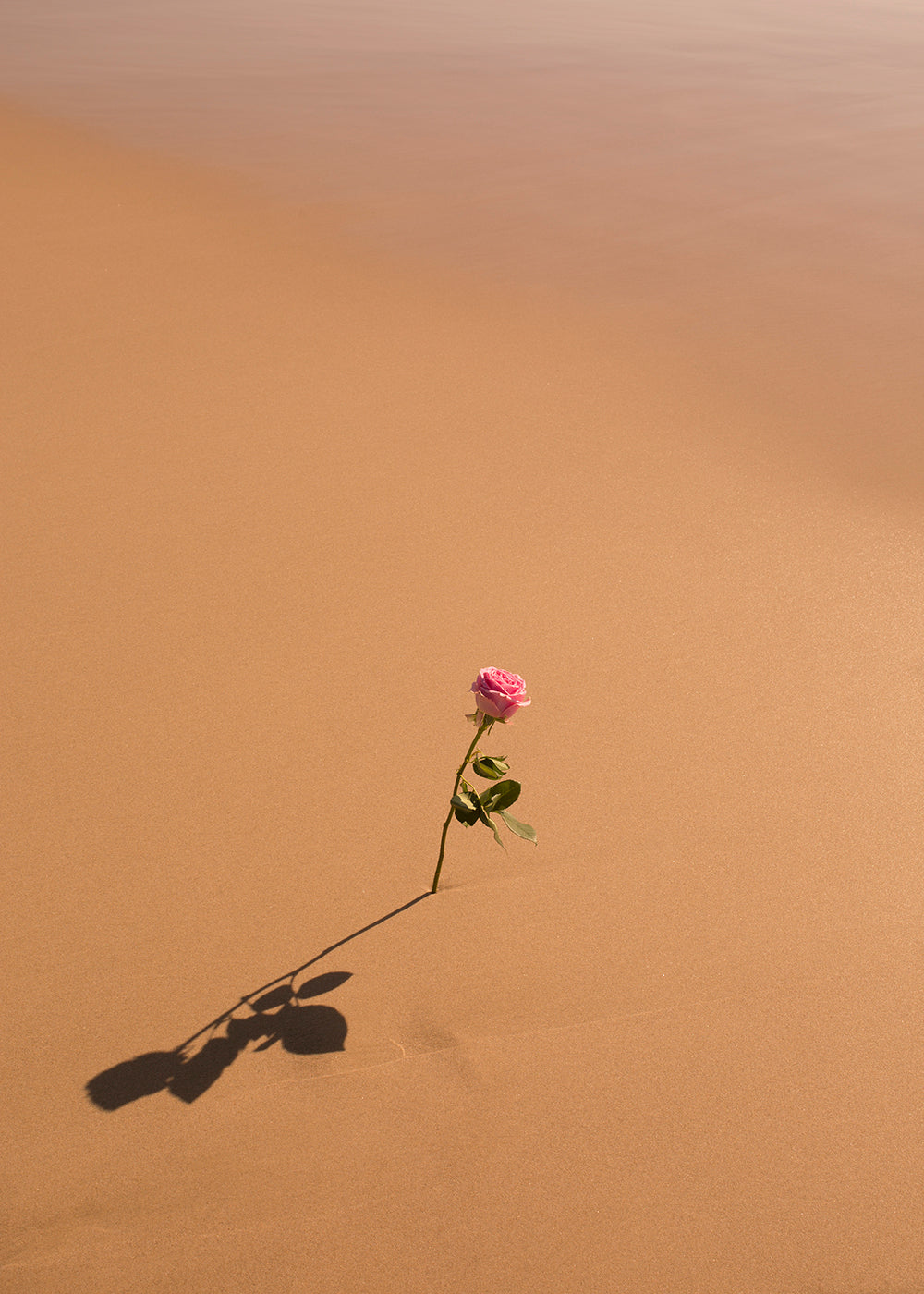 In the "Portrait of a Rose" by Francesca Owen, a solitary pink rose stands upright at the center of a smooth, golden sandy surface. It casts a shadow to the left, while the background transitions seamlessly from sand to a softly blurred horizon. This limited edition piece is available on fine art paper with worldwide shipping.